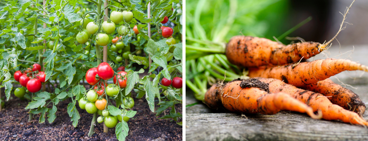 Moestuin artikelen GroenRijk Beneden Leeuwen