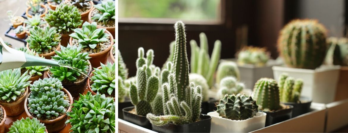 Veel soorten cactussen en vetplanten | GroenRijk Beneden Leeuwen
