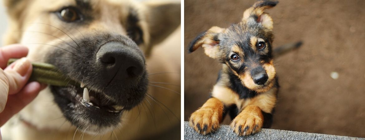 Honden | Dierenwinkel | GroenRijk Beneden Leeuwen