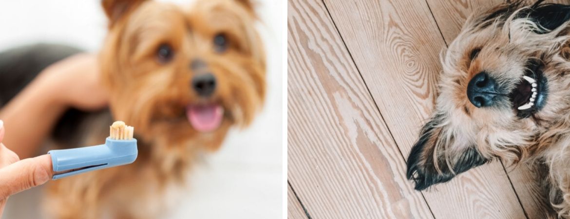 Honden | Dierenwinkel | GroenRijk Beneden Leeuwen