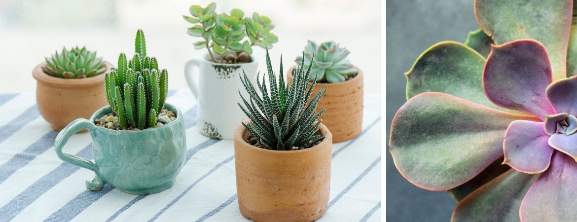 Populaire cactussen en vetplanten | GroenRijk Beneden Leeuwen