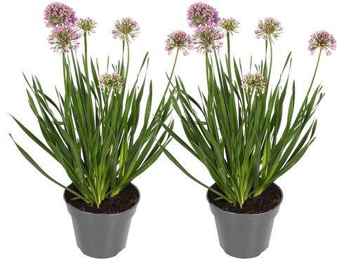 Allium 'Millennium': Samengebalde schoonheid