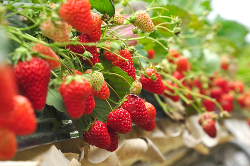 Zomerse tips voor je moestuin