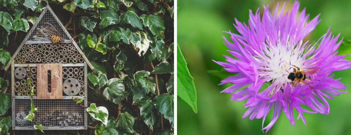 Vlinders en insecten in de tuin GroenRijk Beneden Leeuwen