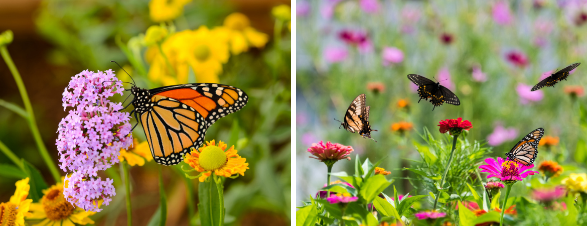 Vlinders en insecten in de tuin GroenRijk Beneden Leeuwen