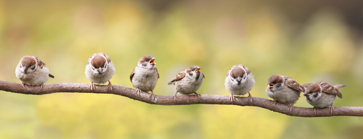 vogelvoer-groenrijk-beneden-leeuwen-vogelhuis