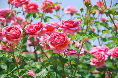 Rozen