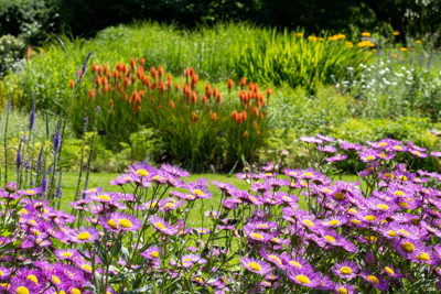 Vaste planten