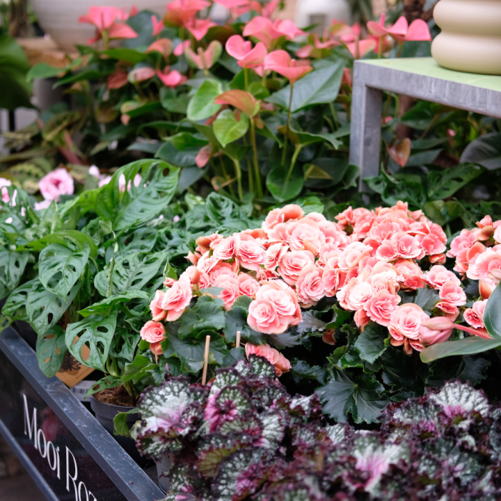 Shop jouw bloeiende kamerplanten bij GroenRijk Beneden Leeuwen!