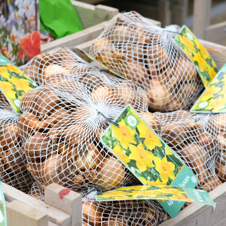 Voorjaarsbollen koop je bij GroenRijk Beneden Leeuwen! Voorjaarsbollen koop je bij GroenRijk Beneden Leeuwen!
