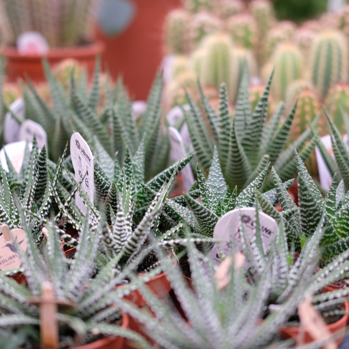 Cactussen en vetplanten van tuincentrum GroenRijk Beneden Leeuwen!