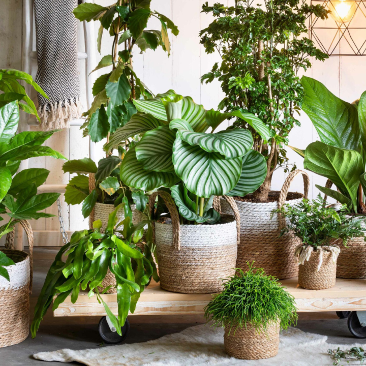 Potten binnen? Je koopt ze bij GroenRijk Beneden Leeuwen!