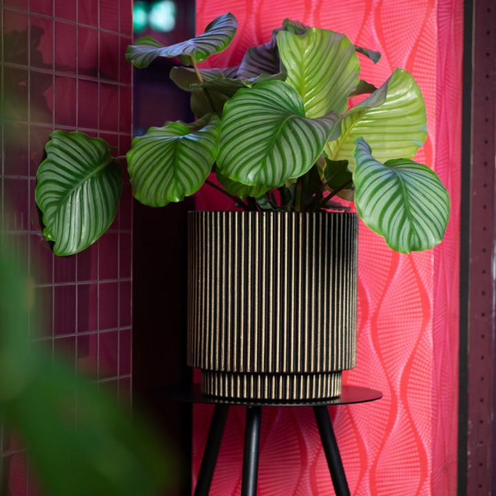 Potten binnen? Je koopt ze bij GroenRijk Beneden Leeuwen!