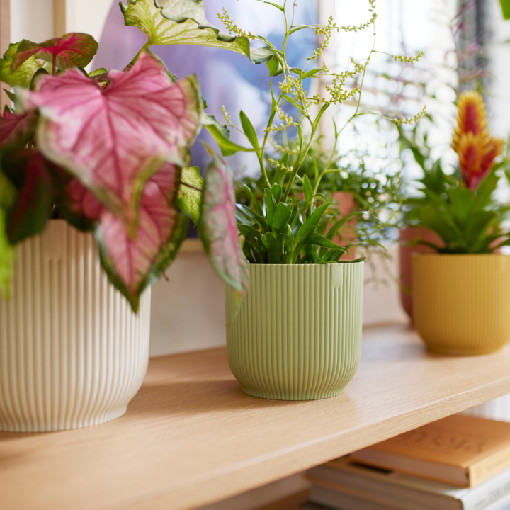 Bloempotten van kunststof shop je bij tuincentrum GroenRijk Beneden Leeuwen!