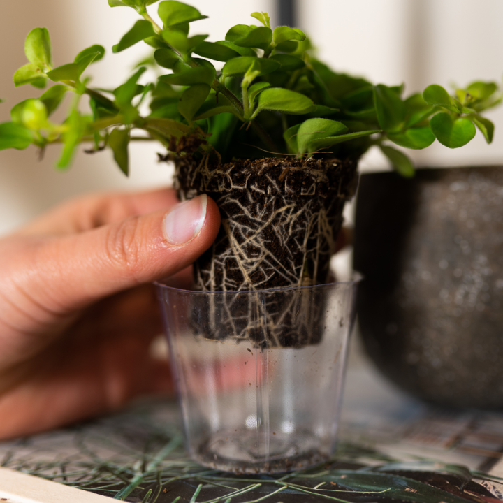 Kweekpotten en inlays shop je bij tuincentrum GroenRijk Beneden Leeuwen!