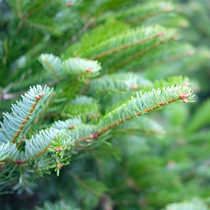 Kerstboom van GroenRijk Beneden Leeuwen! Kerstboom van GroenRijk Beneden Leeuwen!