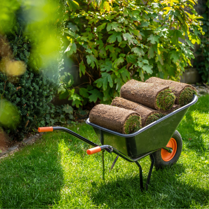 Grote kamerplanten van tuincentrum GroenRijk Beneden Leeuwen! Grote kamerplanten van tuincentrum GroenRijk Beneden Leeuwen!