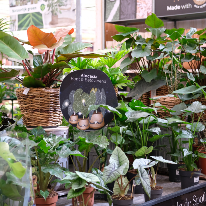 Groene kamerplanten van tuincentrum GroenRijk Beneden Leeuwen!