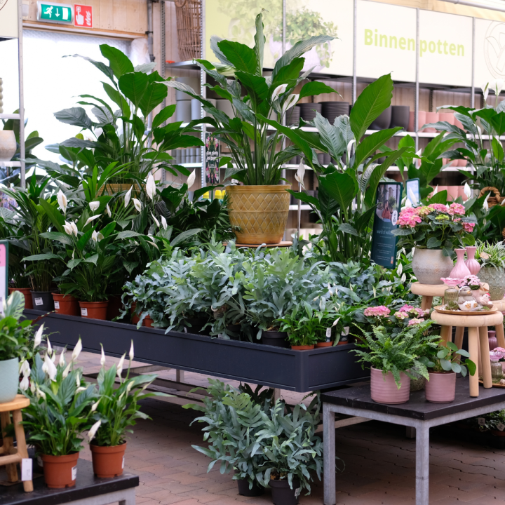 Groene kamerplanten van tuincentrum GroenRijk Beneden Leeuwen!