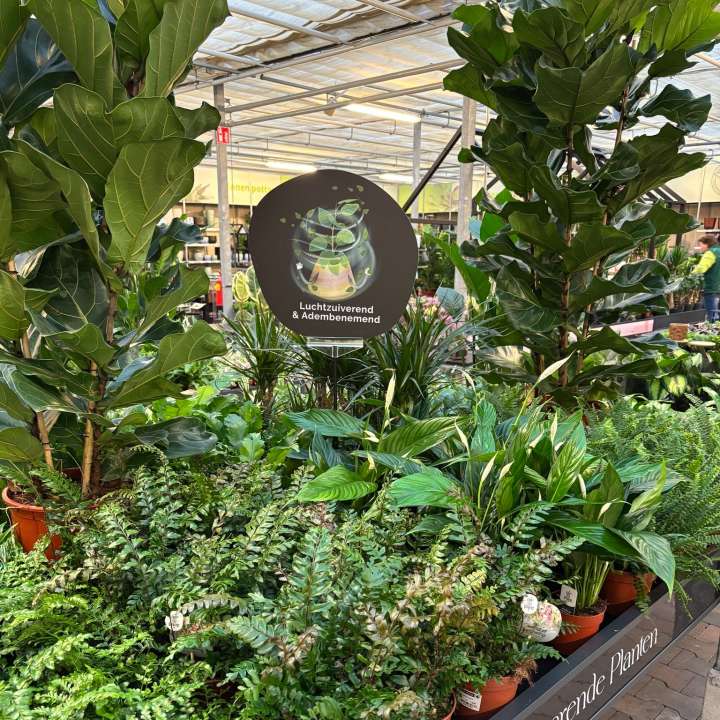 Luchtzuiverende kamerplanten van tuincentrum GroenRijk Beneden Leeuwen!