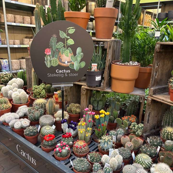 Cactussen en vetplanten van tuincentrum GroenRijk Beneden Leeuwen! Cactussen en vetplanten van tuincentrum GroenRijk Beneden Leeuwen!