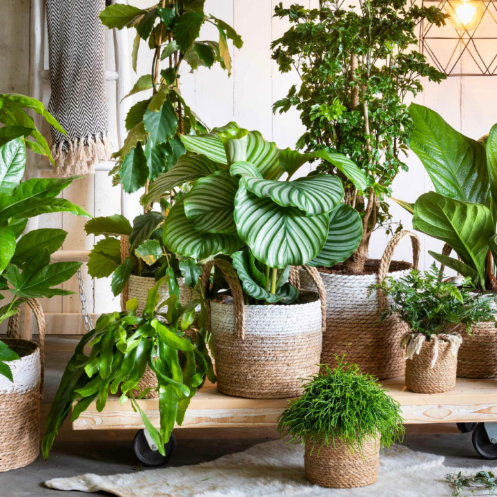 Grote kamerplanten van tuincentrum GroenRijk Beneden Leeuwen!