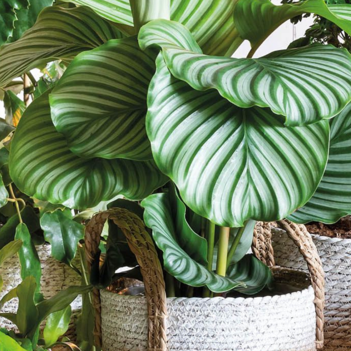 Groene kamerplanten van tuincentrum GroenRijk Beneden Leeuwen!