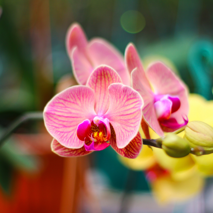 Bloeiende kamerplanten van tuincentrum GroenRijk Beneden Leeuwen!