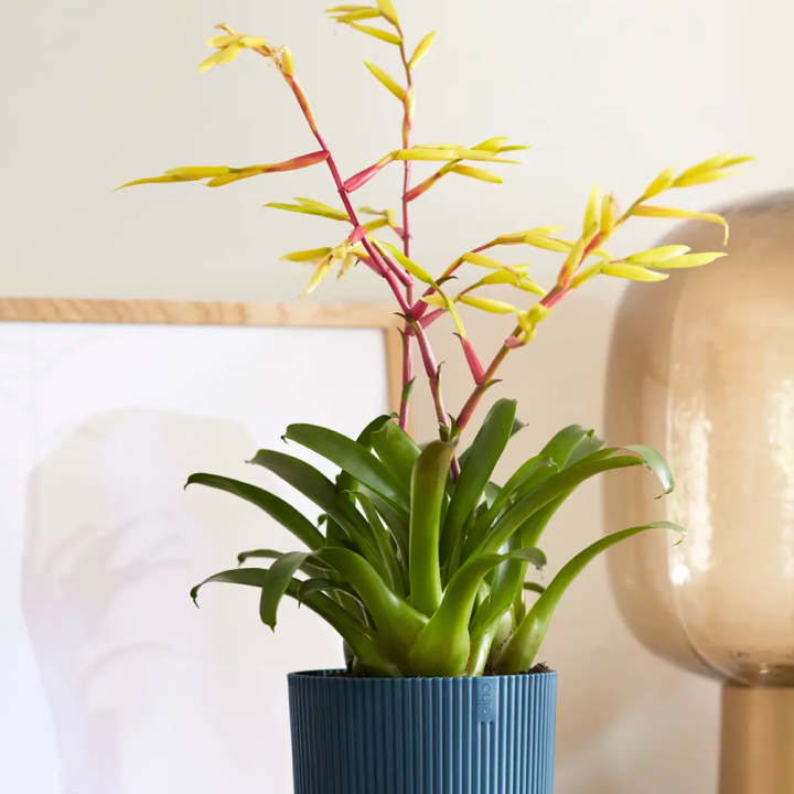 Shop jouw bloeiende kamerplanten bij GroenRijk Beneden Leeuwen!