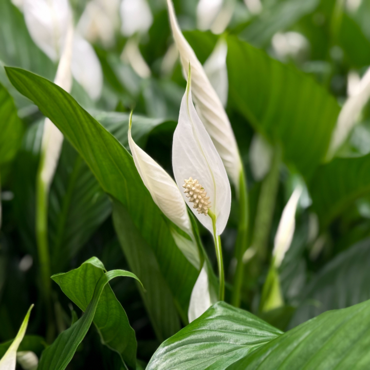 Luchtzuiverende kamerplanten van tuincentrum GroenRijk Beneden Leeuwen!