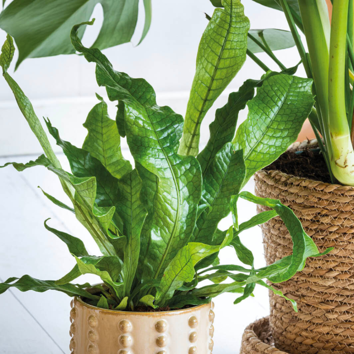 Kamerplanten kopen? Kom naar GroenRijk Beneden Leeuwen! Kamerplanten kopen? Kom naar GroenRijk Beneden Leeuwen!