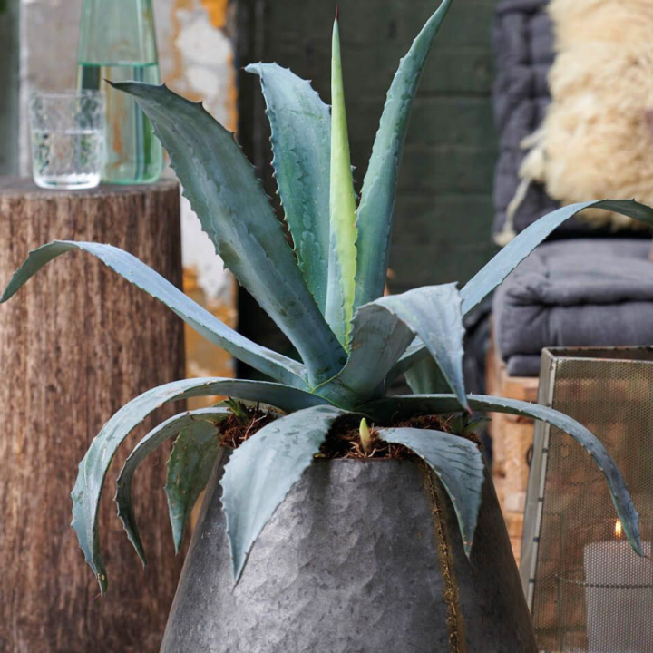 Succulenten van tuincentrum GroenRijk Beneden Leeuwen! Succulenten van tuincentrum GroenRijk Beneden Leeuwen!