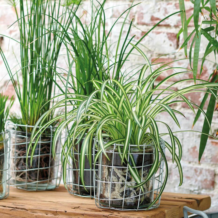 Kamerplanten kopen? Kom naar GroenRijk Beneden Leeuwen! Kamerplanten kopen? Kom naar GroenRijk Beneden Leeuwen!