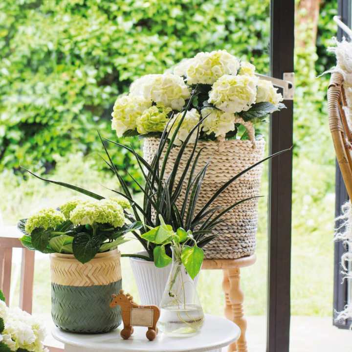 Bloeiende kamerplanten van tuincentrum GroenRijk Beneden Leeuwen!