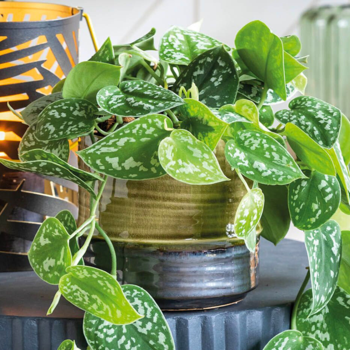 Groene kamerplanten van tuincentrum GroenRijk Beneden Leeuwen!