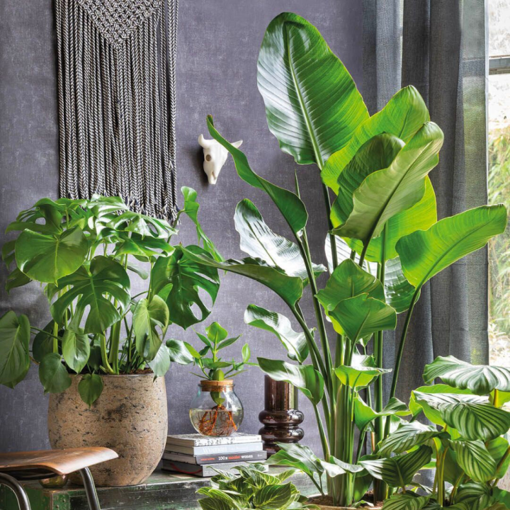 Grote kamerplanten van tuincentrum GroenRijk Beneden Leeuwen!