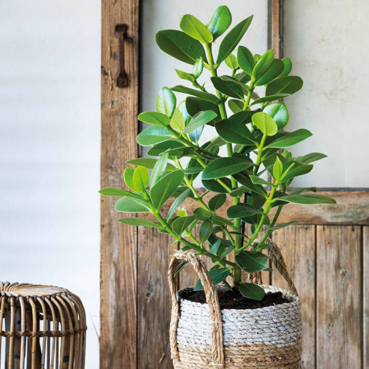 Shop jouw grote kamerplanten bij GroenRijk Beneden Leeuwen!