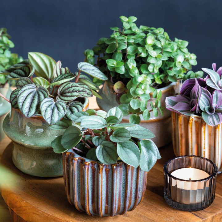 Kamerplanten kopen? Kom naar GroenRijk Beneden Leeuwen! Kamerplanten kopen? Kom naar GroenRijk Beneden Leeuwen!