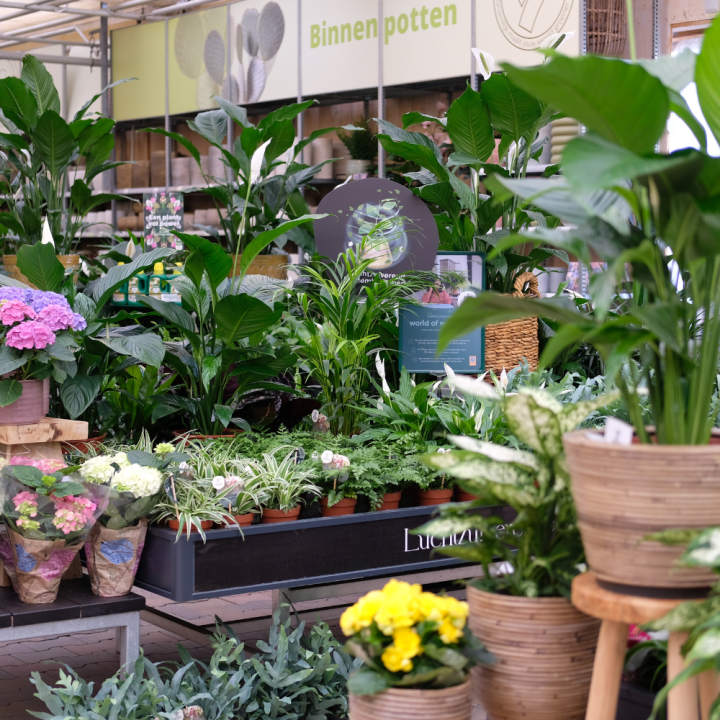 Kamerplanten kopen? Kom naar GroenRijk Beneden Leeuwen!