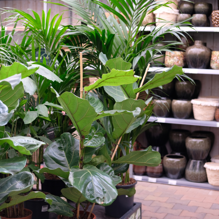 Shop jouw grote kamerplanten bij GroenRijk Beneden Leeuwen!