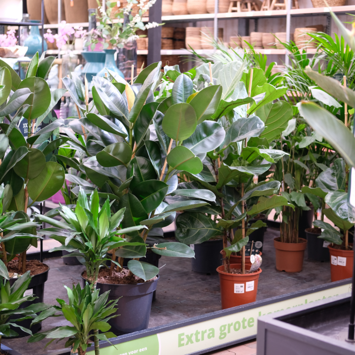Grote kamerplanten van tuincentrum GroenRijk Beneden Leeuwen!