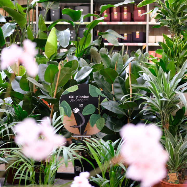 Grote kamerplanten van tuincentrum GroenRijk Beneden Leeuwen!
