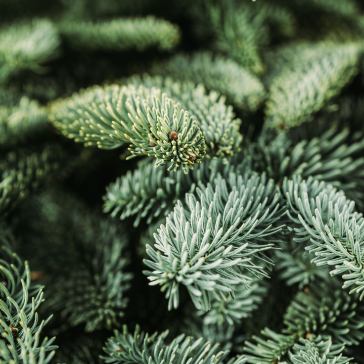 Kerstboom van GroenRijk Beneden Leeuwen! Kerstboom van GroenRijk Beneden Leeuwen!