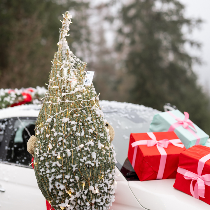 Kerstbomen van GroenRijk Beneden Leeuwen! Kerstbomen van GroenRijk Beneden Leeuwen!