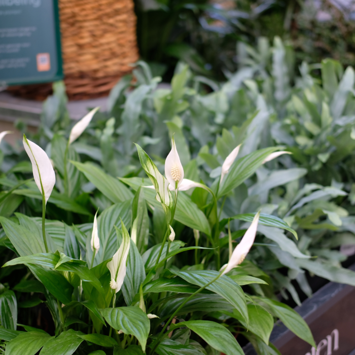 Shop jouw luchtzuiverende kamerplanten bij GroenRijk Beneden Leeuwen!