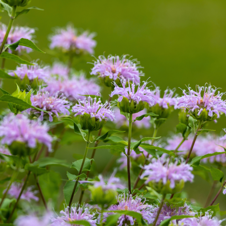 Tuinplant kopen? Kom naar GroenRijk Beneden Leeuwen! Tuinplant kopen? Kom naar GroenRijk Beneden Leeuwen!