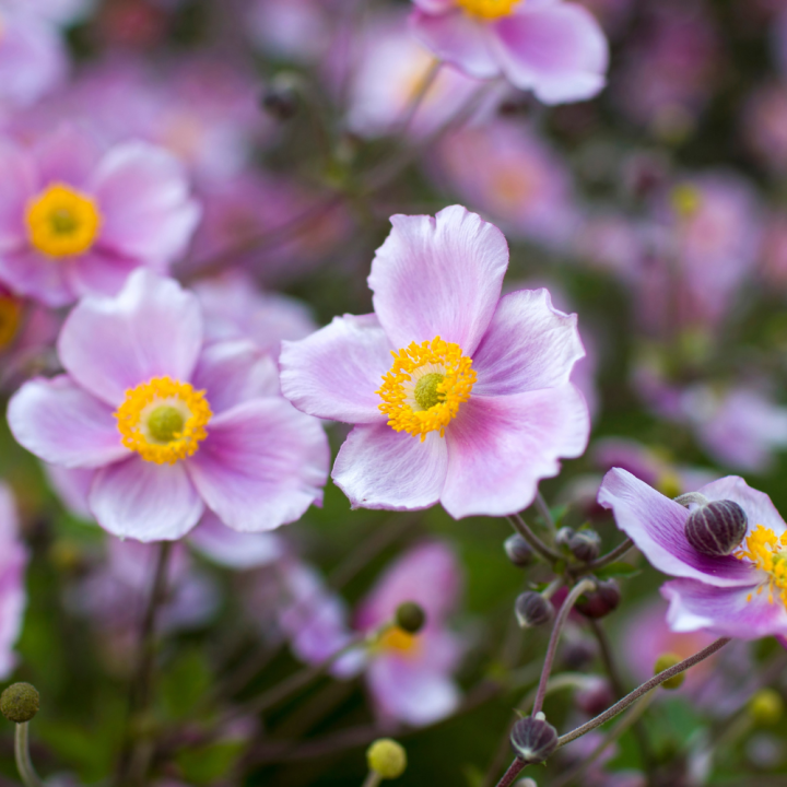 Tuinplanten kopen? Kom naar GroenRijk Beneden Leeuwen! Tuinplanten kopen? Kom naar GroenRijk Beneden Leeuwen!