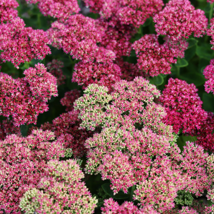 Tuinplant kopen? Kom naar GroenRijk Beneden Leeuwen! Tuinplant kopen? Kom naar GroenRijk Beneden Leeuwen!