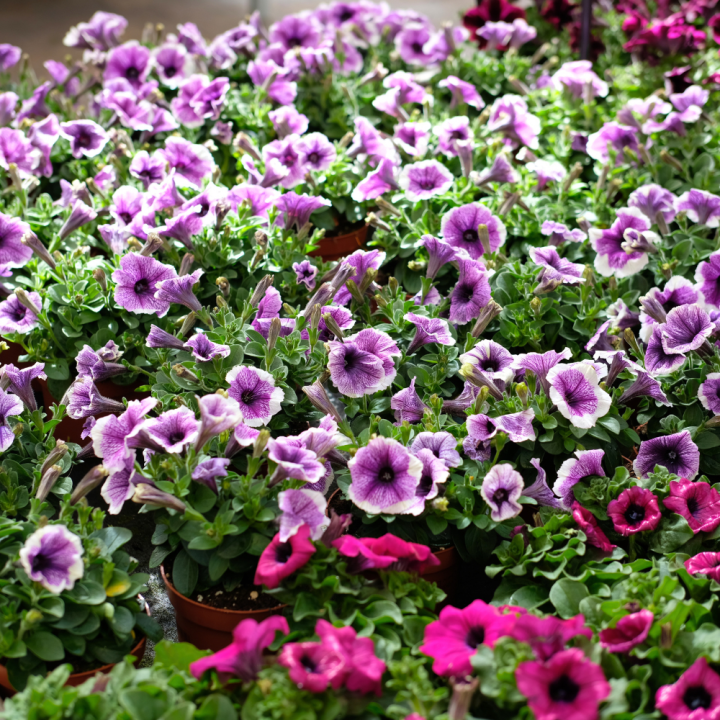Shop jouw eenjarige planten bij GroenRijk Beneden Leeuwen!