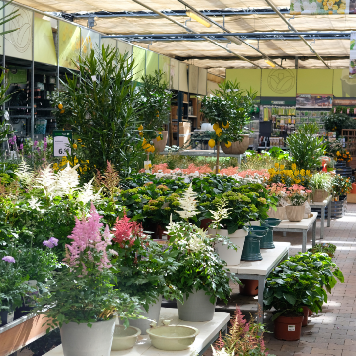Buitenplant kopen? Kom naar GroenRijk Beneden Leeuwen!